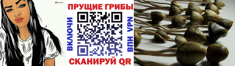 наркота  Унеча  Псилоцибиновые грибы ЛСД 